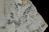 Pennsylvanian Fossil Flora Plate - Kentucky #176785-1